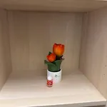 Il Tulipano *